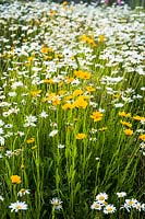Meadows with Leucanthemum vulgare - Oxeye Daisy - and other yellow flowering plant