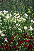 Dianthus grown in rows for picking as cut flowers 
