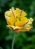 Tulipa 'Golden Artist'