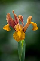 Iris x hollandica 'Lion King' - Dutch Iris