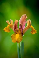 Iris x hollandica 'Lion King' - Dutch Iris