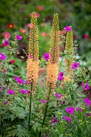 Eremurus x isabellinus 'Cleopatra' - Foxtail Lily - with Geranium psilostemon