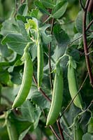 Pisum sativum 'Nairobi' - Pea - growing up pea sticks