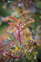 The foliage of Rosa rubrifolia syn. R. glauca, R. ferruginea  - Red-leaved Rose, Redleaf Rose