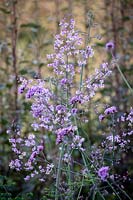 Thalictrum delavayi - Chinese Meadow Rue - with Verbena bonariensis - Argentinian Vervain