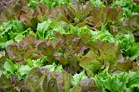 Lactuca sativa - Lettuce 'Merveille des Quatre Saisons'  syn. 'Marvel of Four Seasons' and 'Reine de Glace' 