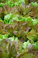 Lactuca sativa - Lettuce - 'Merveille des Quatre Saisons'  syn. 'Marvel of Four Seasons' and 'Reine de Glace'