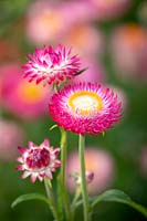 Helichrysum bracteatum 'Silvery Rose' - Strawflower, Paper Daisy, Everlasting Flower