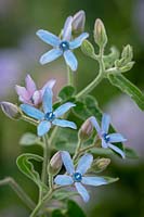 Tweedia coerulea syn. Oxypetalum caeruleum - Blue Milkweed