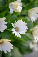 Osteospermum 'Akila White' Akila Series - African Daisy