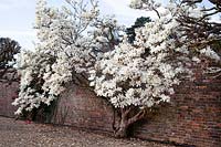 Magnolia kobus growing against an old brick wall 