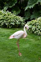 Flamingo on lawn in front of Hosta and Gunnera