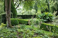 Woodland garden ground under trees planted with Helleborus - Hellebore - and Digitalis - Foxglove, view to hedging, pond and Gunnera