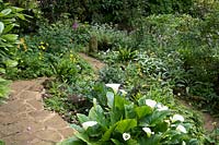 Zantedeschia ethiopica in mixed beds in shade by crazy paving path 