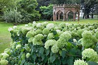 Hydrangea in front of stone crenellated gazebo set in lawn 