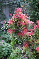 Pieris showing colourful new growth