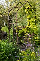 Humulus lupulus 'Aureus' - Golden Hop - growing over metal arch in cottage garden with Aquilegia 
