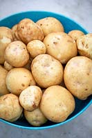 Solanum tuberosum 'Yukon Gold' - Potato  - washed tubers in a bowl 