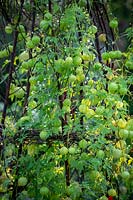 Cardiospermum halicacabum - Balloon Vine, Love in a Puff -  growing up a Birch teepee