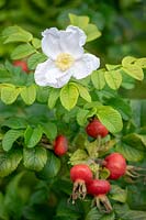 Hips and flower of Rosa 'Blanche Double de Coubert' syn. Rosa rugosa 'Blanc Double de Coubert' - Shrub Rose