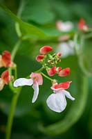 Phaseolus coccineus 'Hestia' - Dwarf Runner Bean - flower