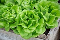 Lactuca sativa 'Descartes' - Lettuce - grown in a wooden box