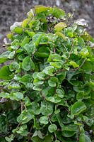 Basella rubra - Ceylon Spinach, East Indian Spinach, Indian Spinach, Malabar Spinach, Malabar Nightshade
