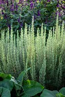 Salvia rosmarinus syn. Rosmarinus officinalis 'Miss Jessopp's Upright' - Rosemary - with Yacon and Salvia 'Amistad' beyond.