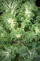 Kale 'Emerald Ice' - Brassica oleracea Acephala Group 'Emerald Ice'