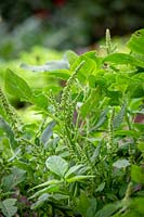 Young emerging flowers of Amaranthus tricolor 'Green Giant' - Callaloo, Chinese Spinach