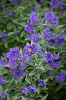 Bee on Caryopteris x clandonensis 'First Choice' - Bluebeard