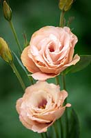 Lisianthus grandiflorum Arena F1 III Apricot syn. Eustoma - Japanese Rose