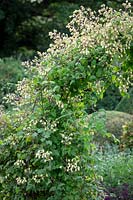Clematis rehderiana AGM syn. Clematis buchananiana Finet and Gagnep, Clematis nutans Becket - Nodding Virgin's Bower - growing over an arch