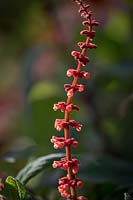 Salvia confertiflora - Sabra Spike Sage