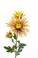 Chrysanthemum 'Tula Improved'