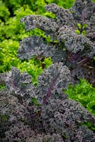 Lettuce 'Can Can' and Kale 'Curly Scarlet' - Brassica oleracea var. Capitata