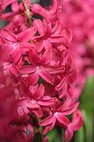 Hyacinthus orientalis 'Jan Bos' - Dutch Hyacinth