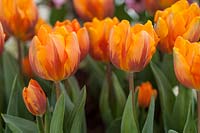 Tulipa 'Prinses Irene' - Tulip