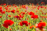 Poppies and wild flower