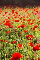Poppies and wild flowers