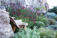 Edible Mediterranean herbs, interplanted with Salvia microphylla and Salvia leucantha, on rocks