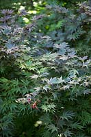 Acer palmatum 'Bloodgood' - Japanese Maple 