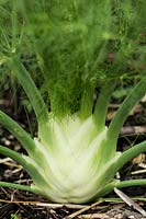 Foeniculum vulgare - Florence Fennel - swollen base on plant growing in ground
