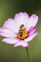 Apis mellifera - Honey Bee - on open single flower 