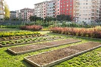 A vegetable garden with long raised beds with city buildings in background 
