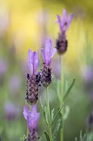 Lavandula stoechas - French Lavender 