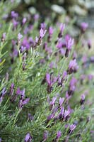 Lavandula stoechas - French Lavender 
