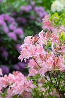 Rhododendron 'Westminster' - Azalea 'Westminster'