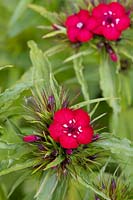 Dianthus barbatus red - Sweet william