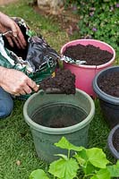 Cucumis sativus - Gardener putting multi-purpose compost into pots to repot cucumber plants. 